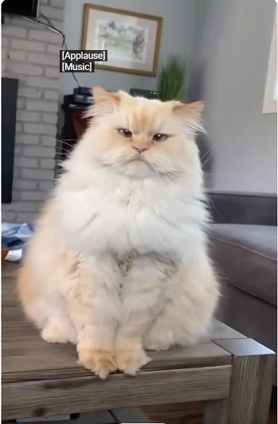 Котики просят кушать