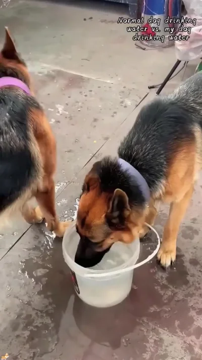 Как моя собака пьет воду