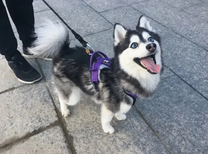 Вся правда о дизайнерских породах: почему это просто маркетинговый ход