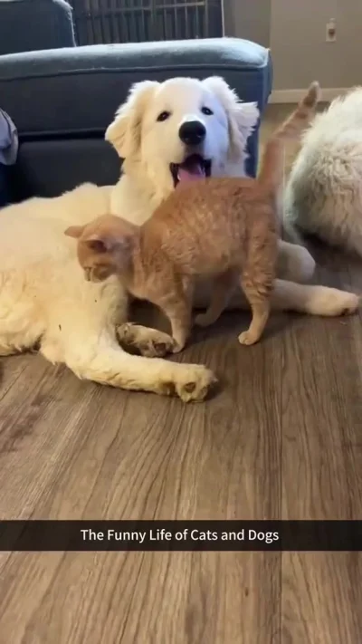 Заклятые друзья!))