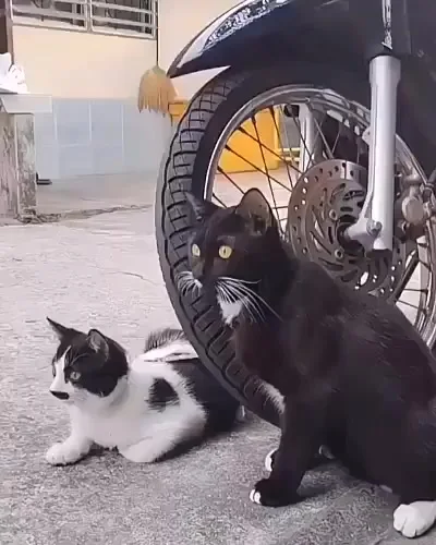 Не, ну ты видела это?
