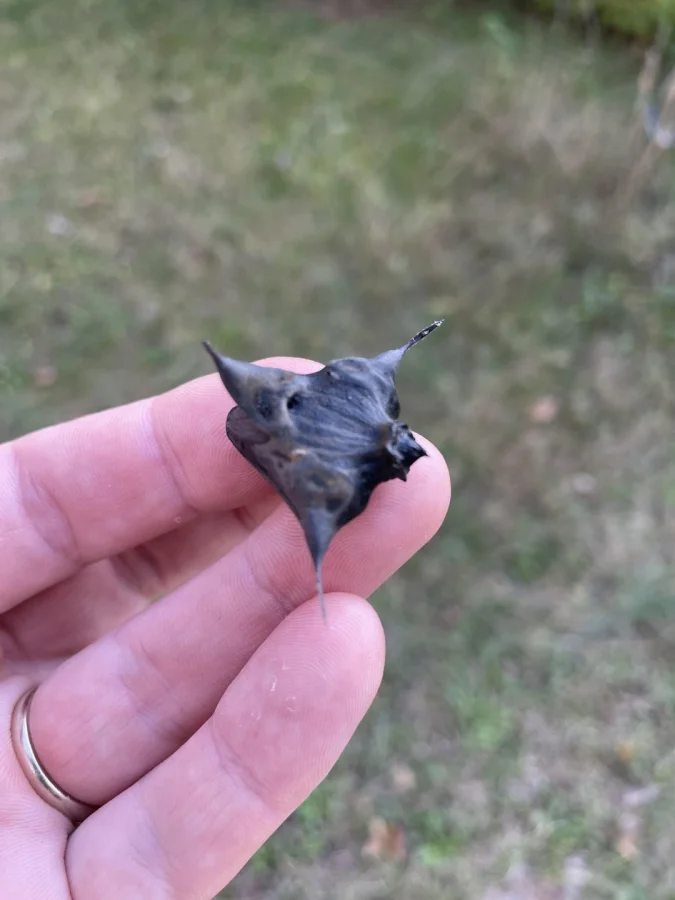 Твёрдый предмет