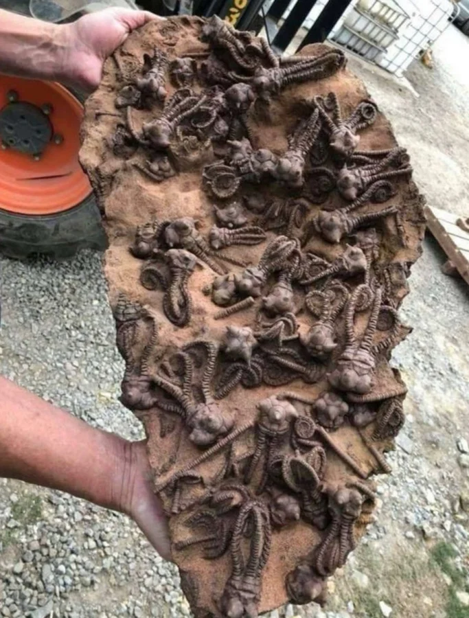 17 обычных вещей, будто из фильмов ужасов