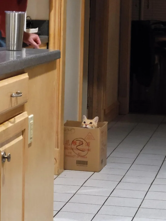 Кот в засаде