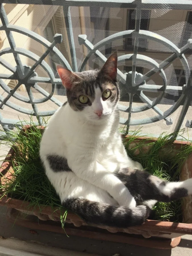 Кот в неожиданной позе