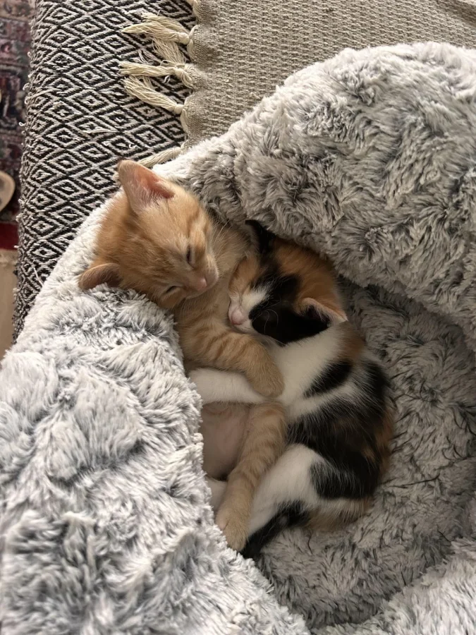 Коты делятся теплом