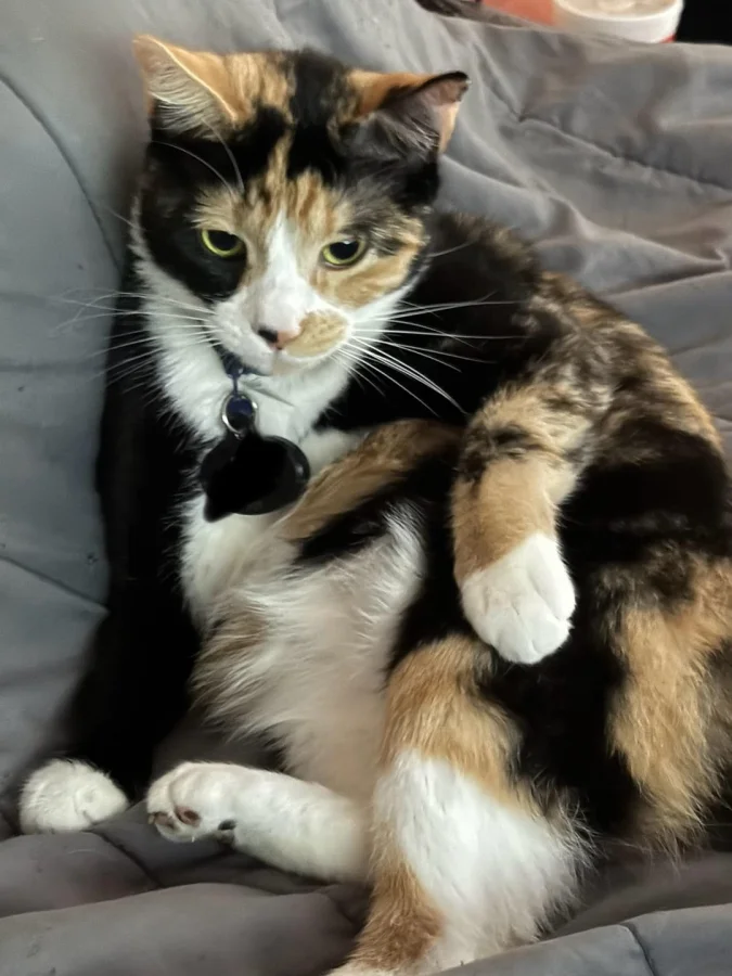 Кот размышляет о своём месте в мире