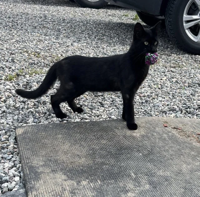 Кот на охоте