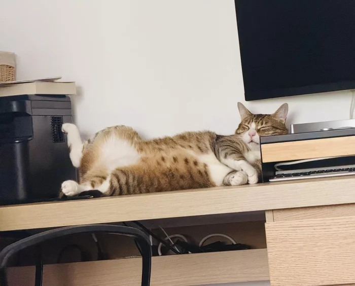 Кот постигает дзен