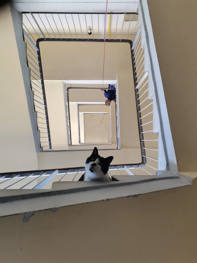 Кот смотрит в глаза страхам