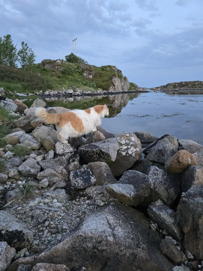 Кот обменивается энергией с природой