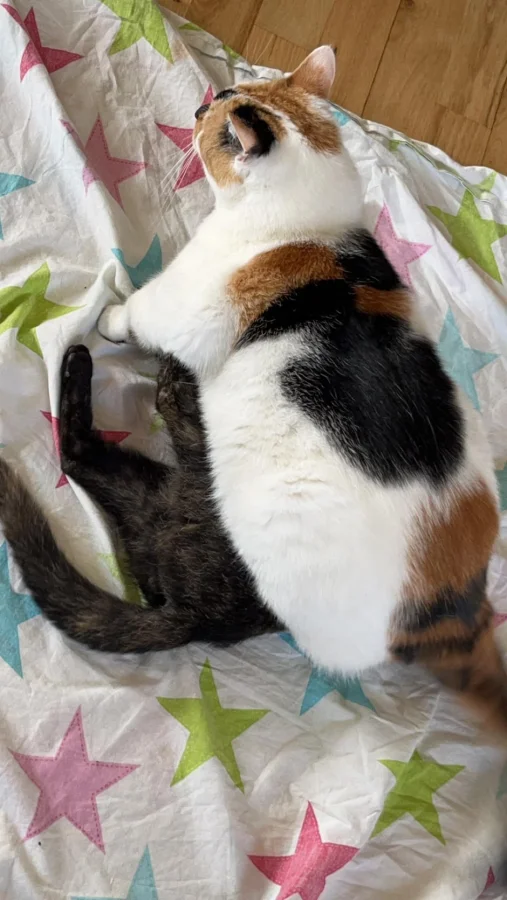 20 снимков, доказывающих, что у котов есть свои секретные дела