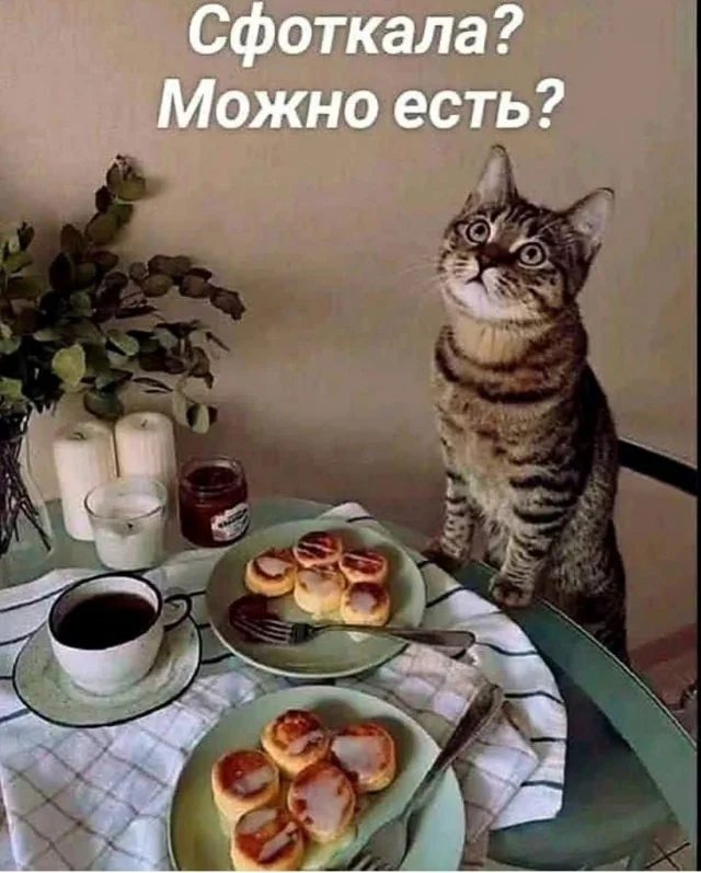 Кото-баяны