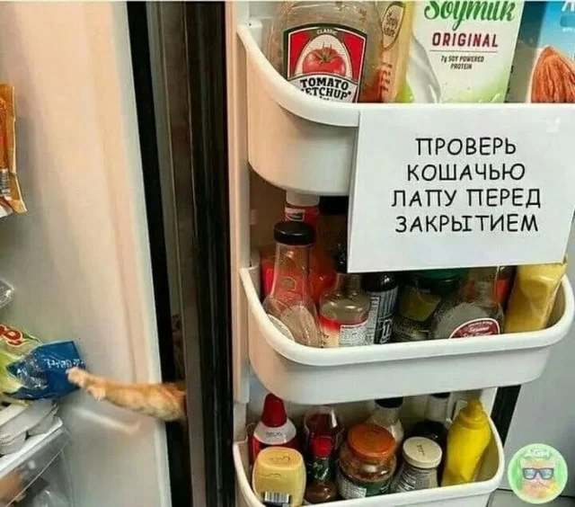 Кото-баяны