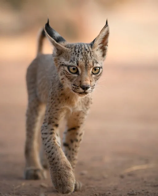 Всякие картинки