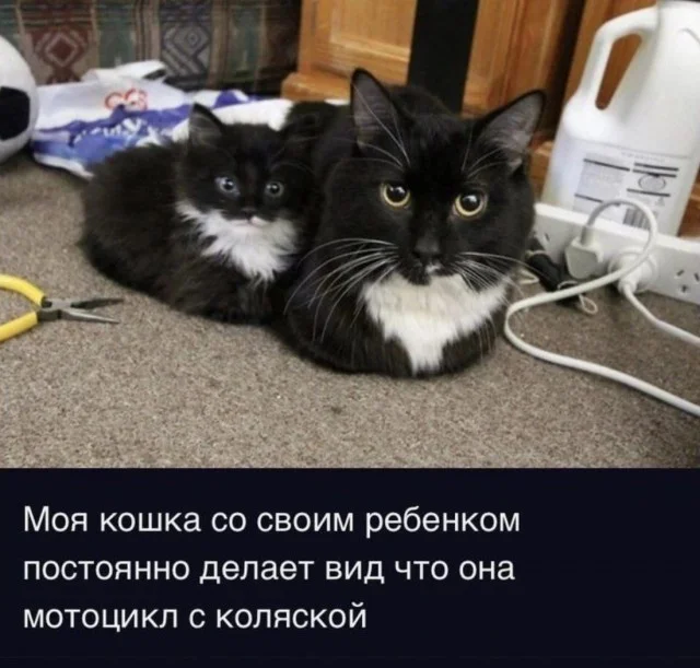 Кото-баяны