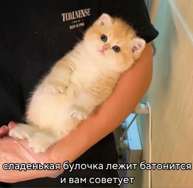 Кото-баяны