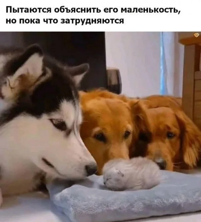 Ахаха, смешно!