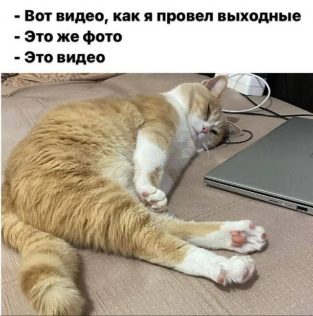 Кото-смешутки