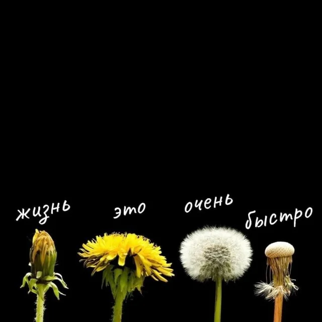 Ха-ха! Картинки!