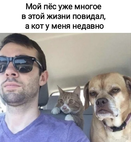 Кото-баяны