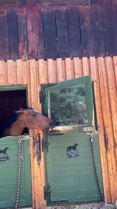 Среди лошадок тоже есть разные персонажи...