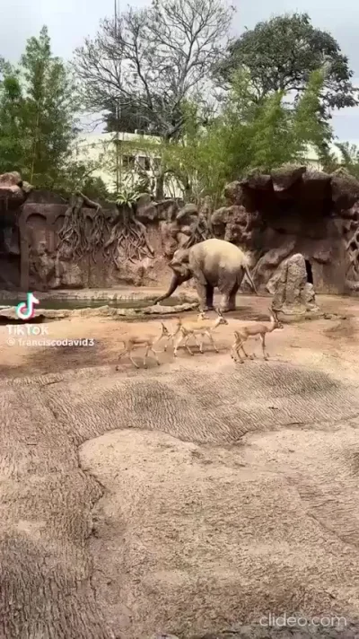 Слоняка-спасака