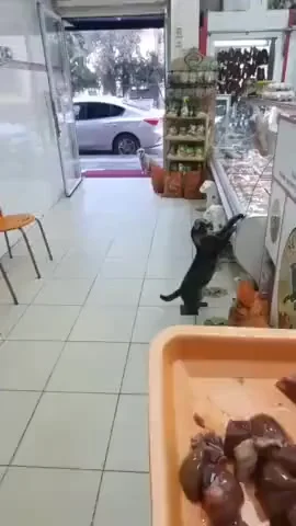 Собачье счастье