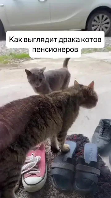 Смертельная драка двух котиков