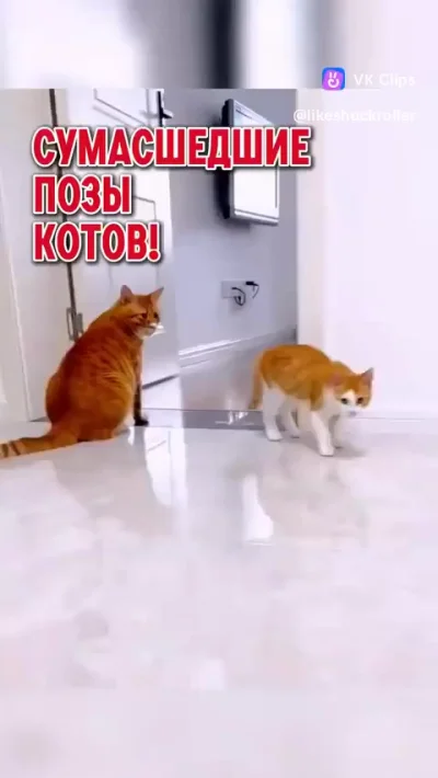 Рубрика "Домашние шизоиды"