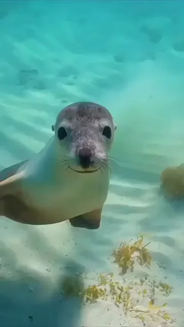 Любопытный морской лев