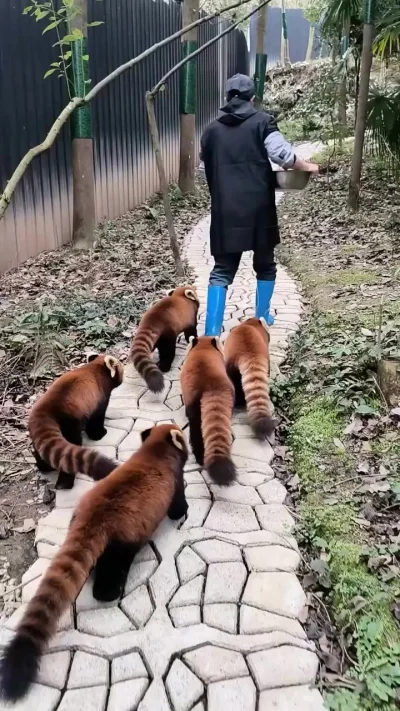 Не отставать, ужин несут!