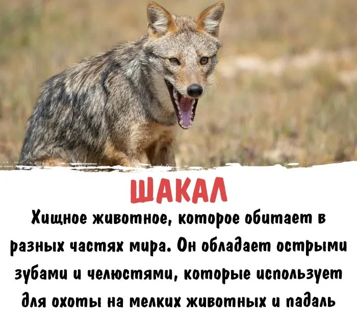 Интересная биология #102