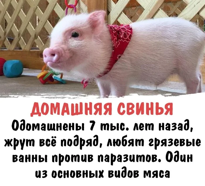 Интересная биология #92