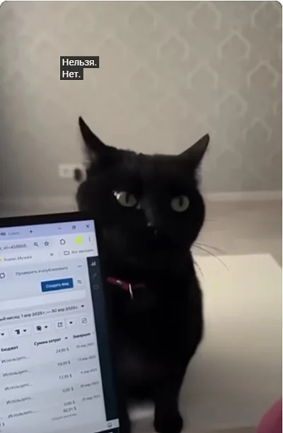 Котику запрещают играть с ноутбуком. Смотрим, чем это закончилось