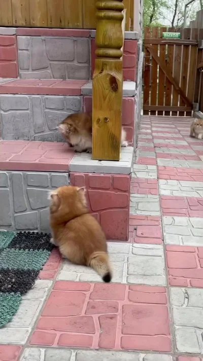 Котовое маленьковое
