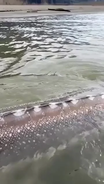 Осётр