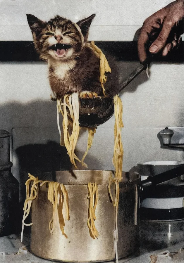 Улыбнись вместе с котами: подборка весёлых и забавных фото: 20 редких раскрашенных снимков из XX века