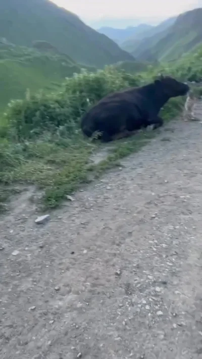 - Коровка, ну дай мне молочка, пожалуйста