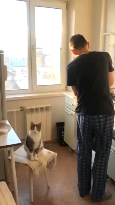 Если ты счастливый котик
