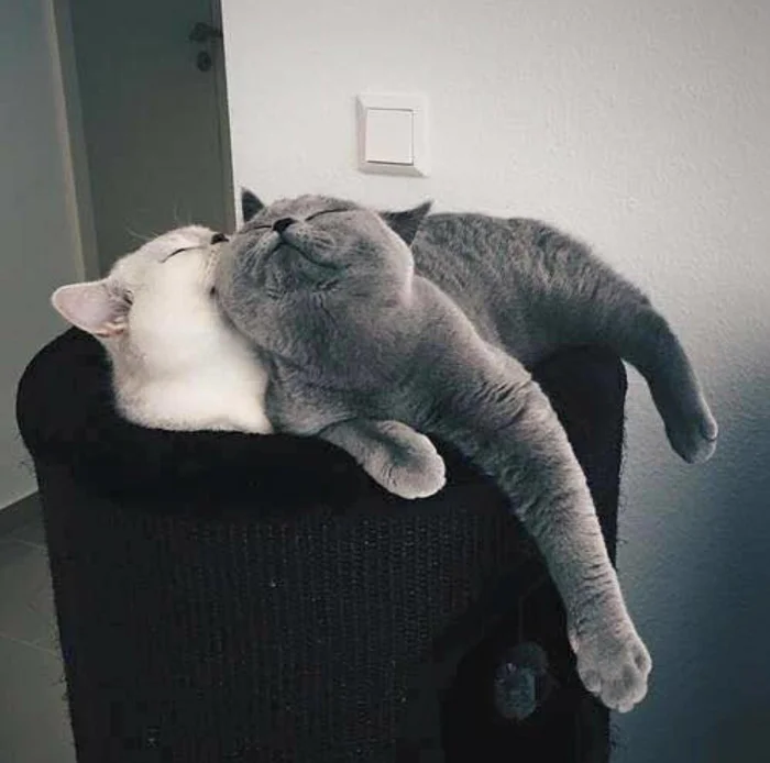 20 трогательных моментов, когда кошки по-настоящему любят своих людей