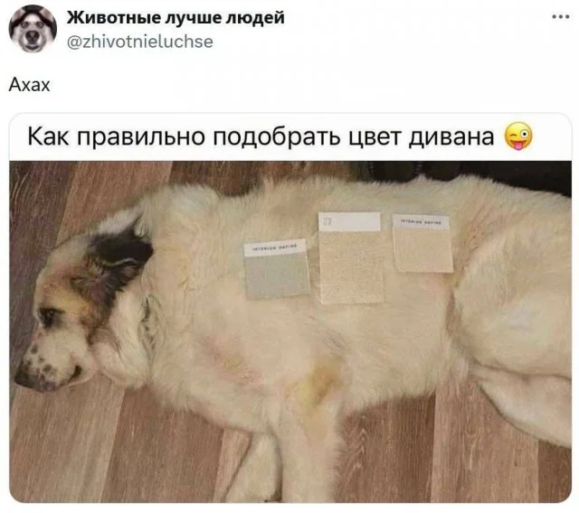 Такой себе, а не картинки