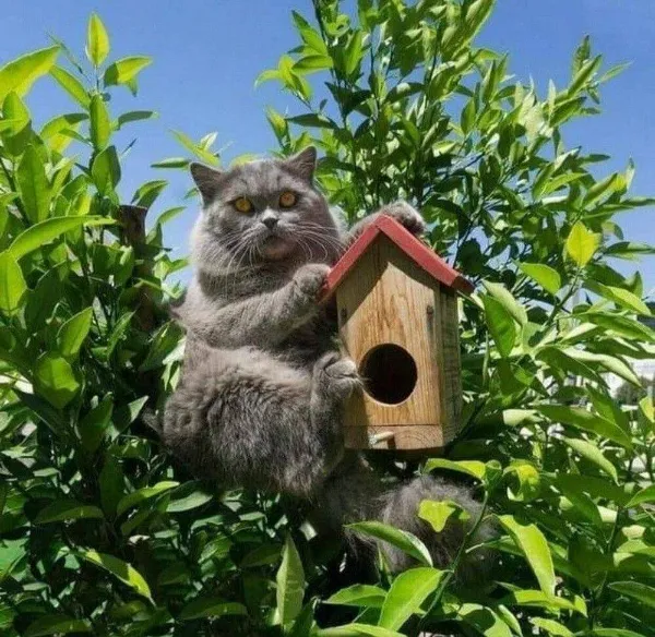 ФотоРулетка