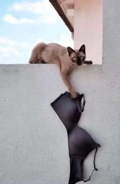 Всячина в картинках