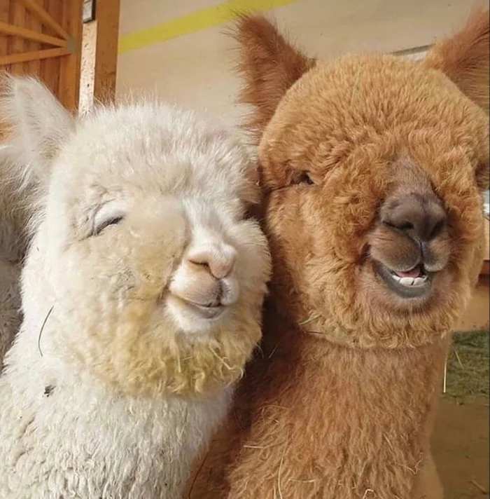 22 милых создания, способных растопить любое хмурое утро