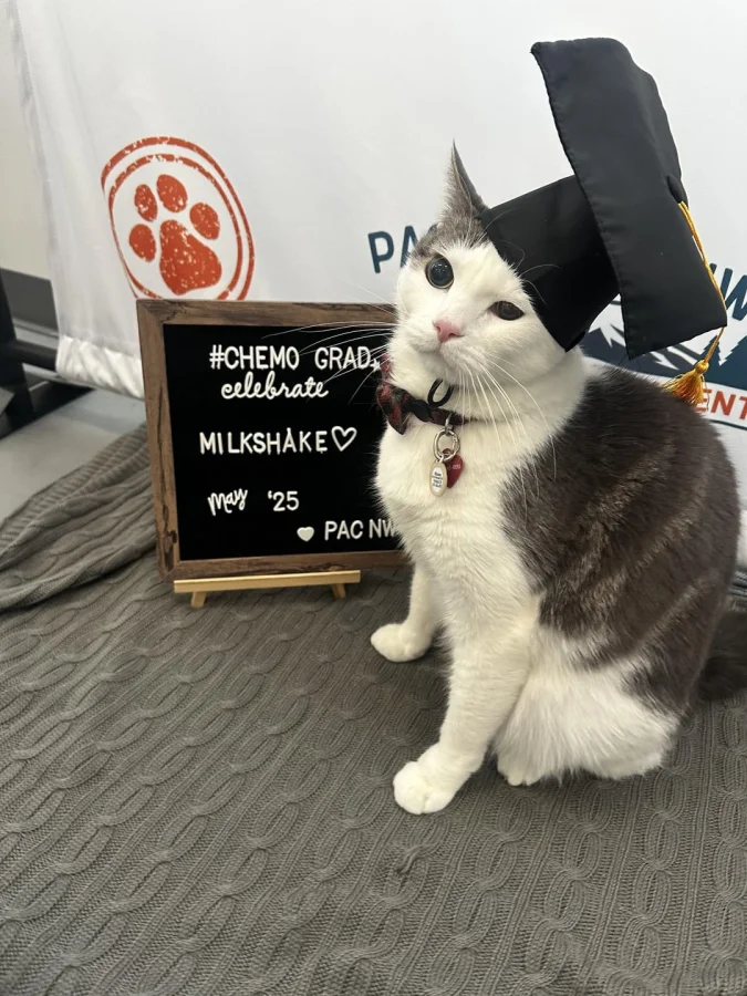 30 котов, застигнутых в их повседневной пушистой рутине