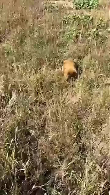 Лежачего не бьют
