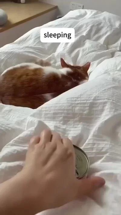 Вечно голодные коты