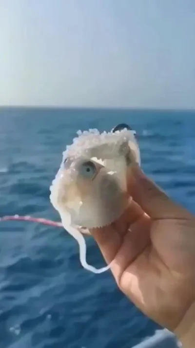 Личинка Ктулху