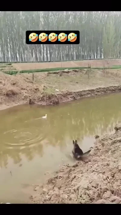 Утка дразнит собаку
